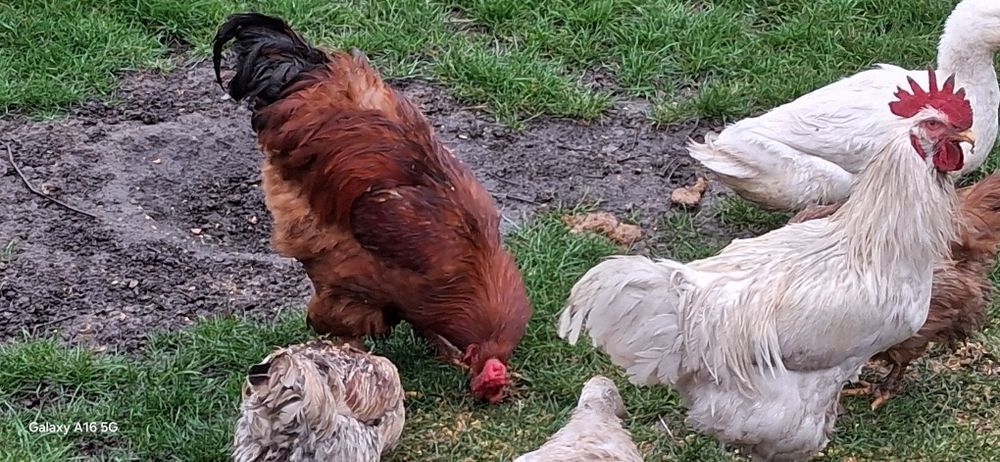 Vand Cocos Brahma sau schimb cu 4 puicuțe.Cocosul ii din luna Mai 2025