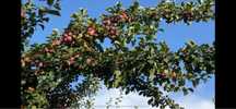 Prune reclod livada proprie