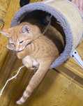 Сладуран търси дом. Sweet boy looking for forewer home