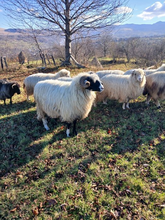 Vând doi berbeci al treilea miel vin acuma