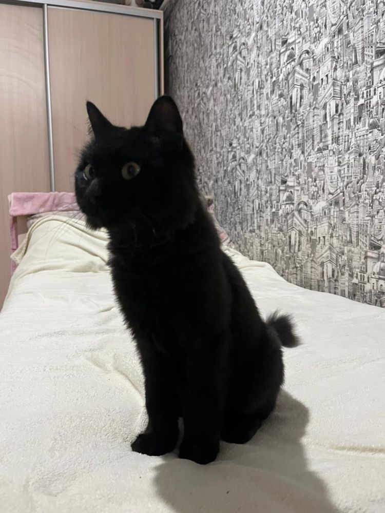 Найдена кошка в районе 18 дач