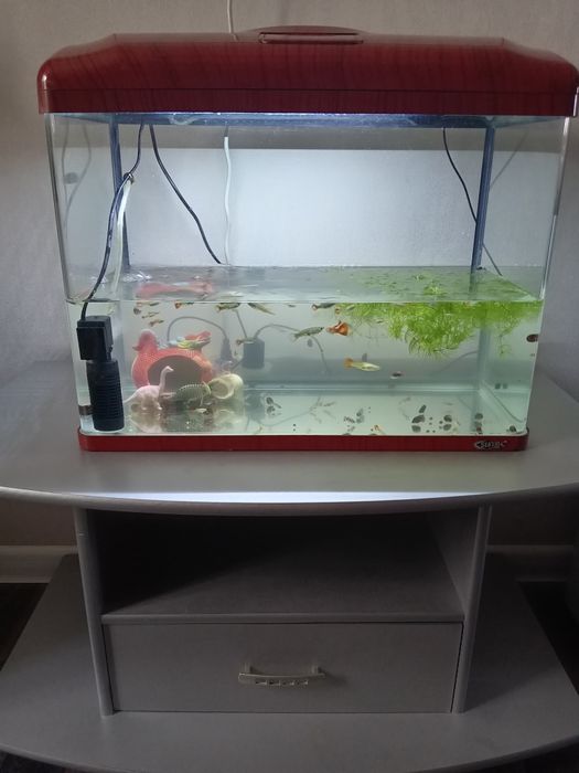 Аквариум 50 л с рыбками (гуппи, меченосцы) и улитками катушками