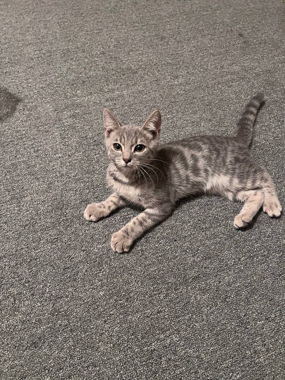 Bengal og'il, amerikansky qz, shinshila og'il