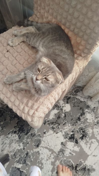 Mushuk sotiladi yuvosh mushuk