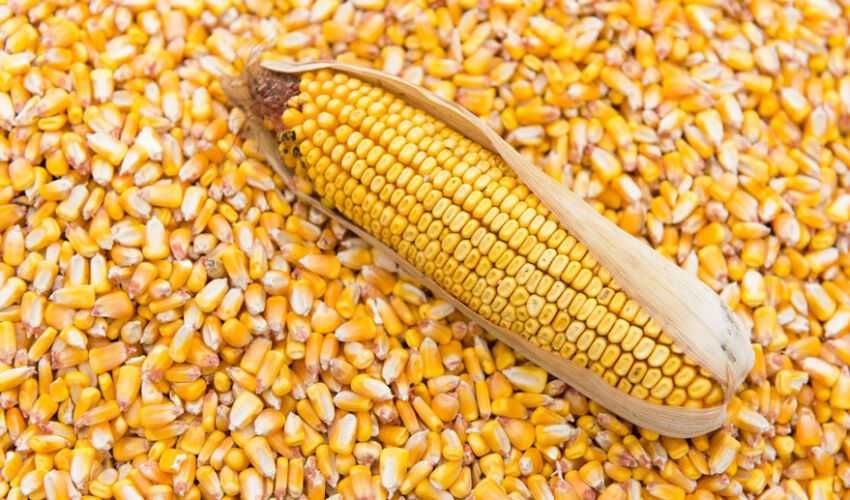 Кукурузу. Урожай этого года