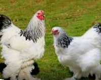 Продам цыплят породы Брама