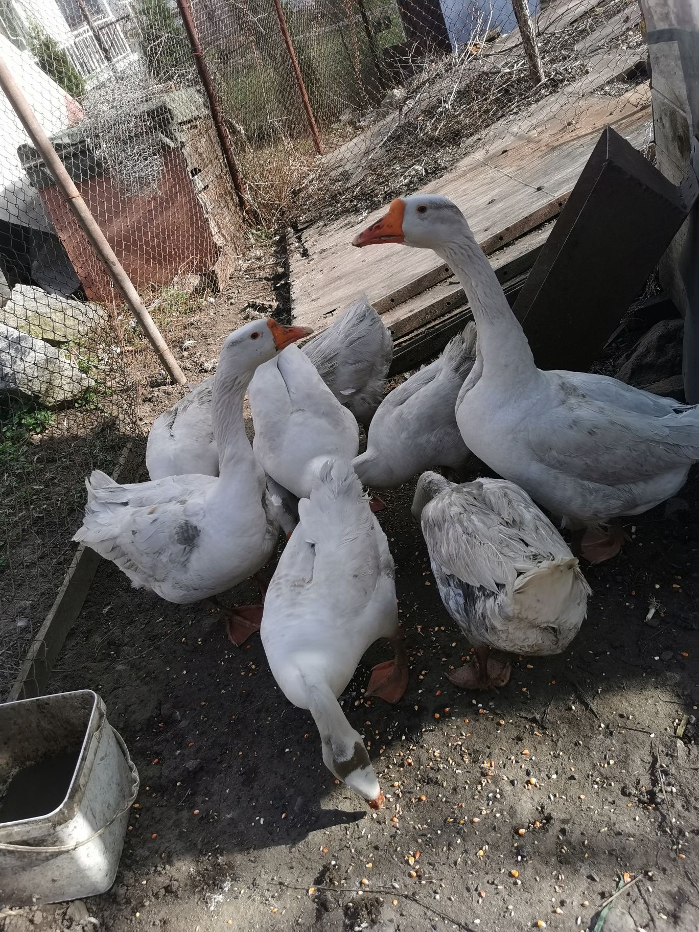 Продавам   Гъски