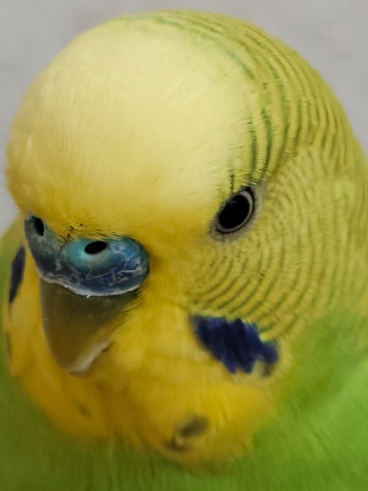 Продам 2 -х волнистых попугайчиков с  2-мя клетками! +корм,  поилк