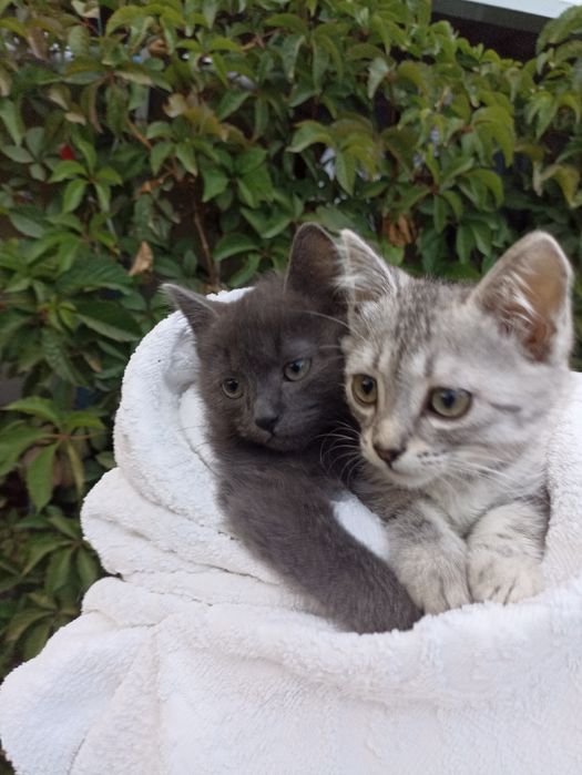 Отдам котят. С доставкой на дом