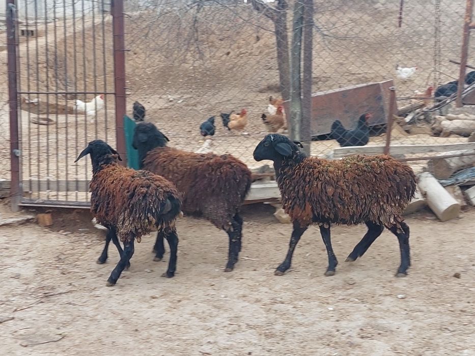 Семіз жем жеп тұрған қисары ургашы токтылар сатылады