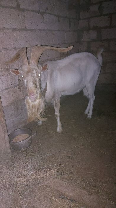 Таза асыл тұқымды заанин теке сатылады