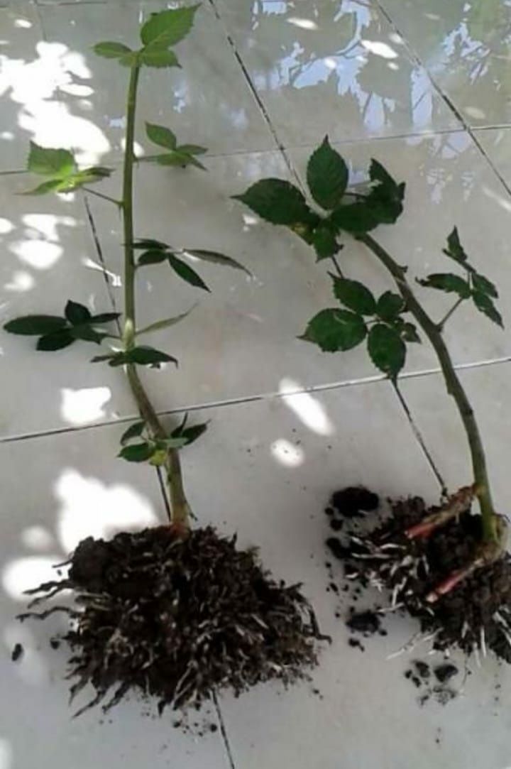 Mure Thornfree fara Spini
