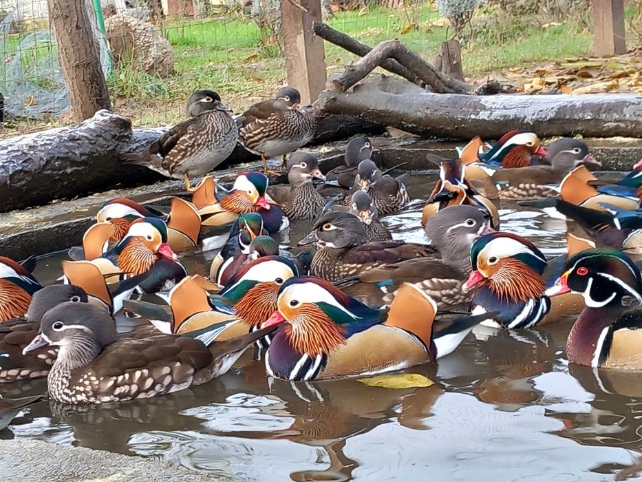 Rate Mandarin, Carolina, Micul Atlantic