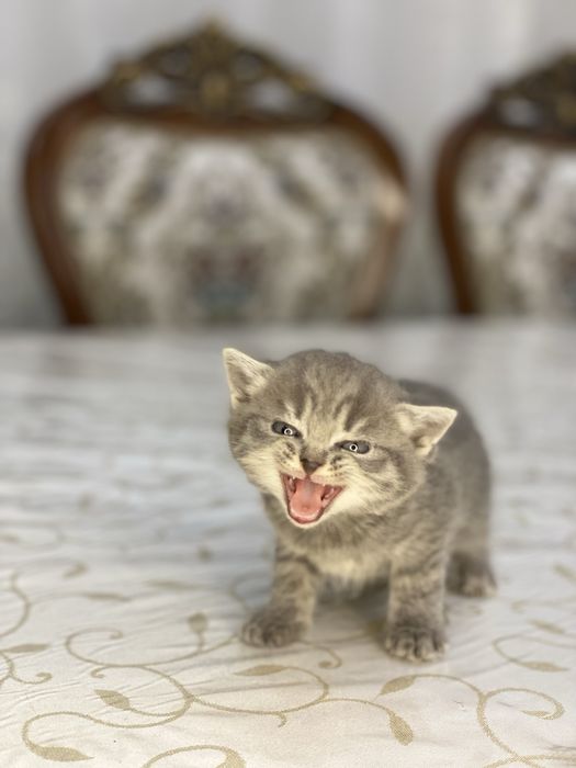 Котенок шиншила 1 месяц