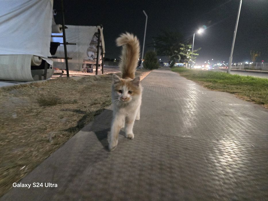 Mushukcha 5 oylik pul zarur