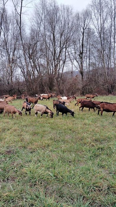 Capre Alpine Franceză tinere