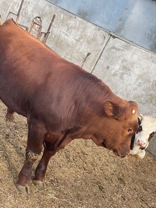 Свободни телета.