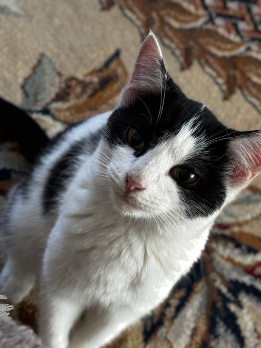 Отдам в добрые руки