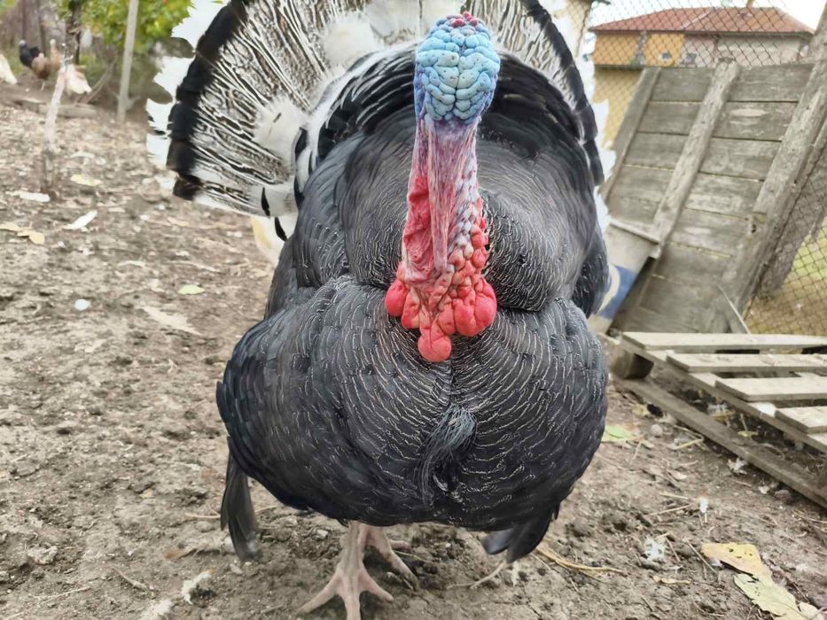 Продавам селски кокошки петли