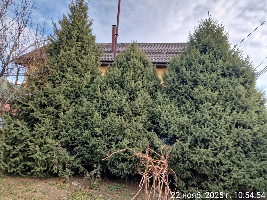 елка живые для сада