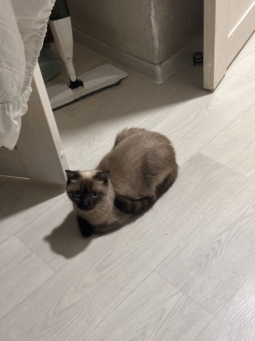 Отдаю кошку в добрые руки