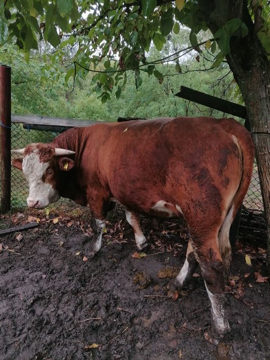 Vând vitea si taur de rasă