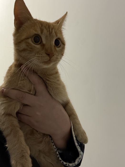 Котенок мальчик в добрве руки