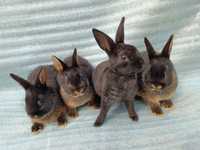 Продаются декоративные кролики