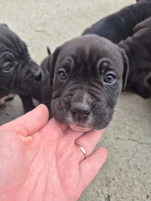Кане Корсо / Cane Corso