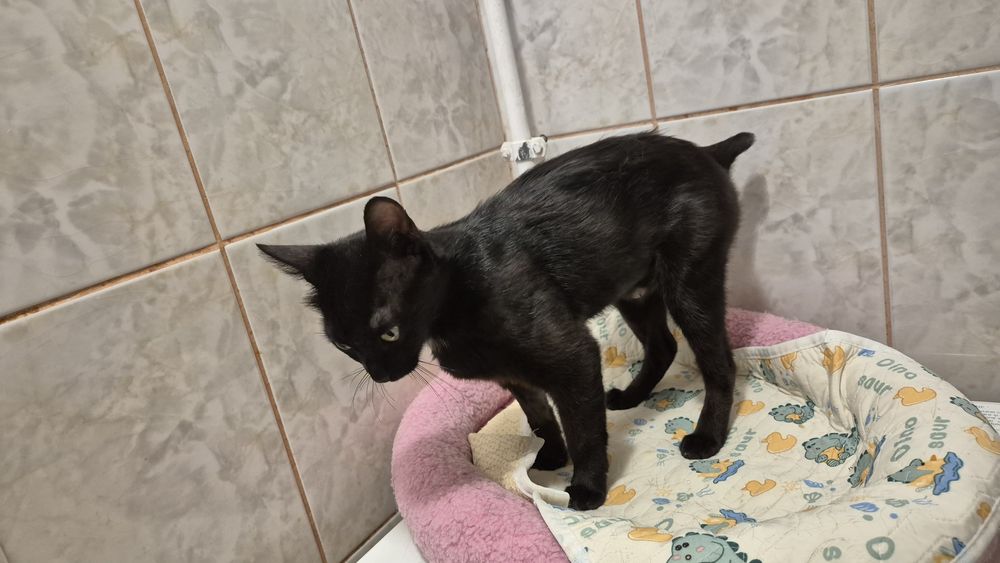 Nola, pisica care adora sa stea in brate