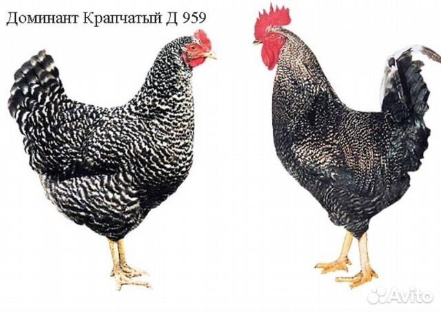 Доминант гигант сатылады