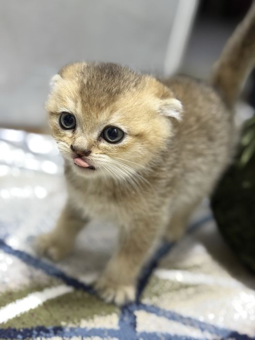 Zalataya shishila 1 yarim oyli