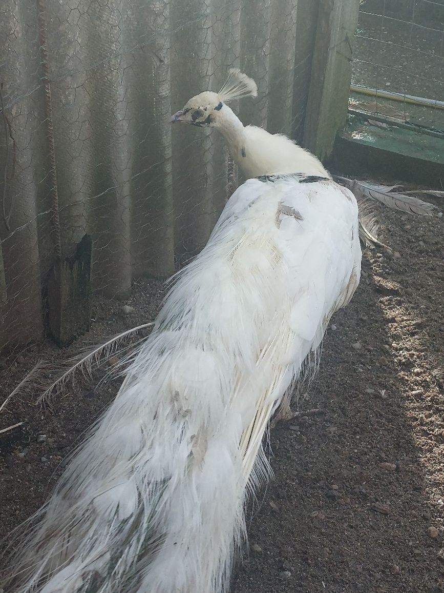 Vând păun Silver Pied