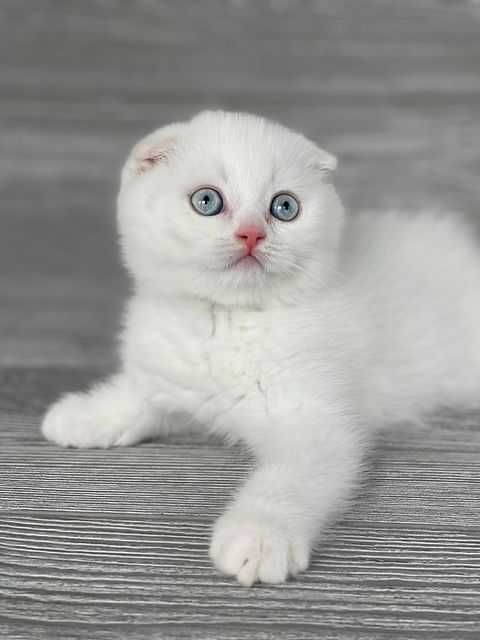Pisoiaș Scottish Fold cu Pedigree - rezervare