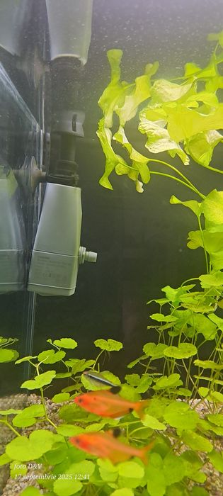 Acvariu cu stand
