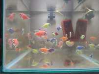 Tetra neon glow baby