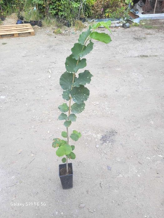 Alun micorizat cu trufe negre in ghiveci 100-120 cm