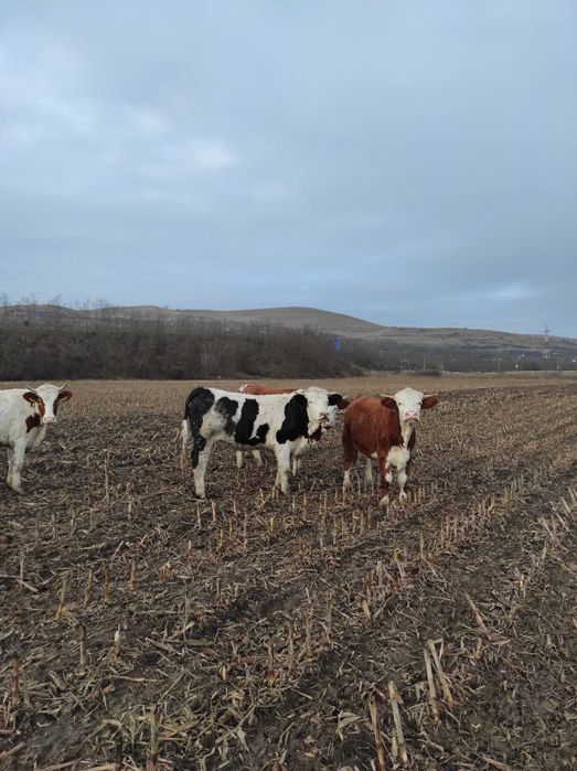 4 Vitele de vazare la 350 kg