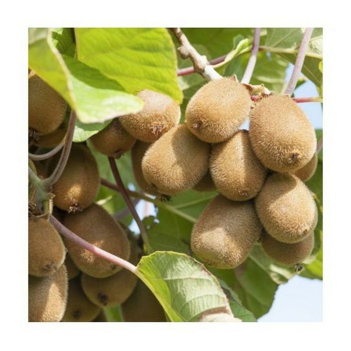 Kiwi La Ghiveci (Soiuri Diferite )