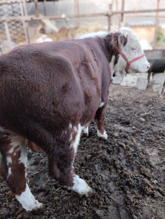 Srochna toza grefort buqalar sotiladi