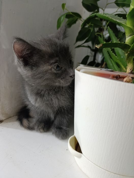 Отдам котенка в добрые и заботливые руки