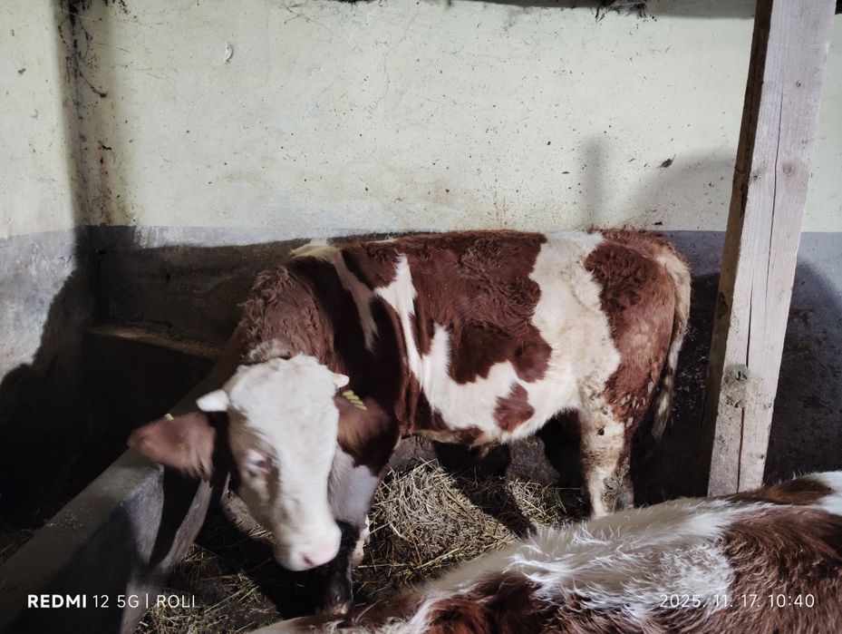 Vand vitel - Bâltata romaneasca