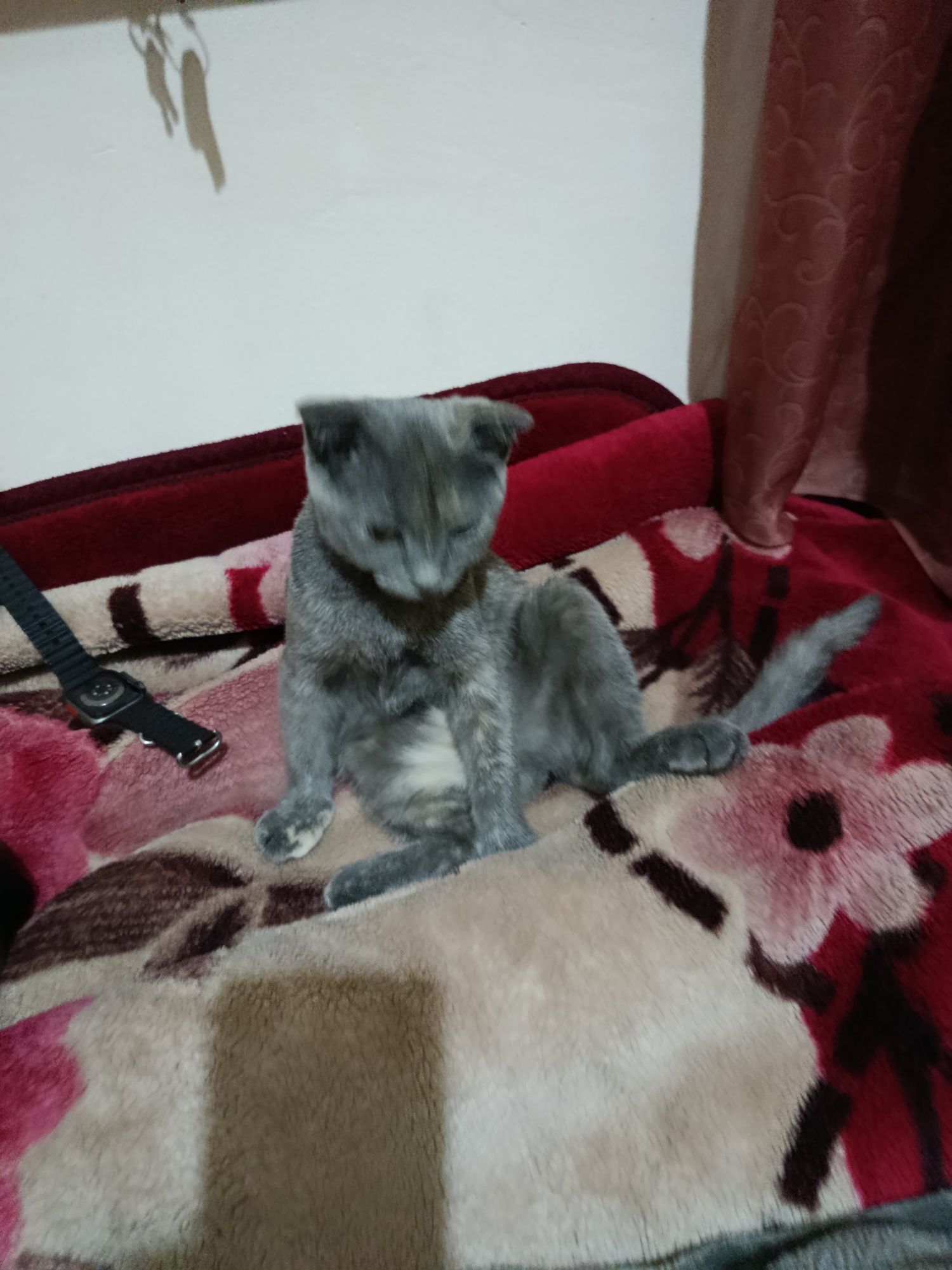 Mushuk 4 oylik sumkasi bilan beraman