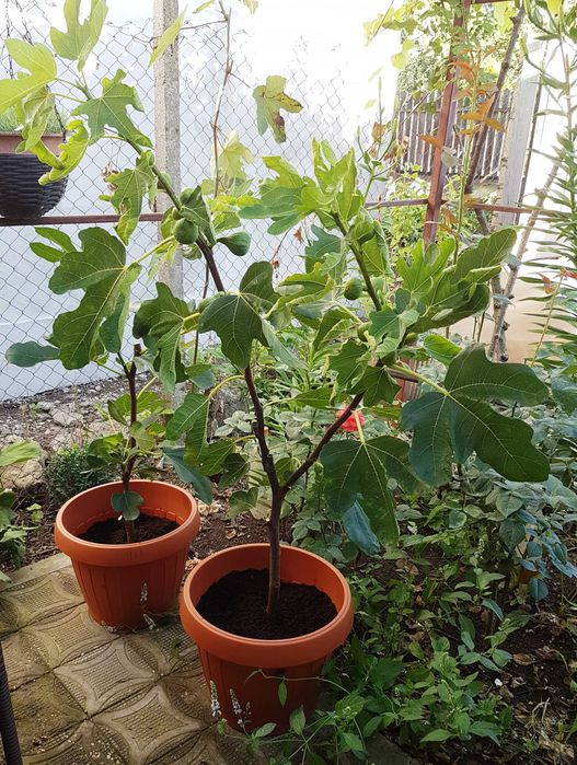 Vând smochin Brunswick, pe rod