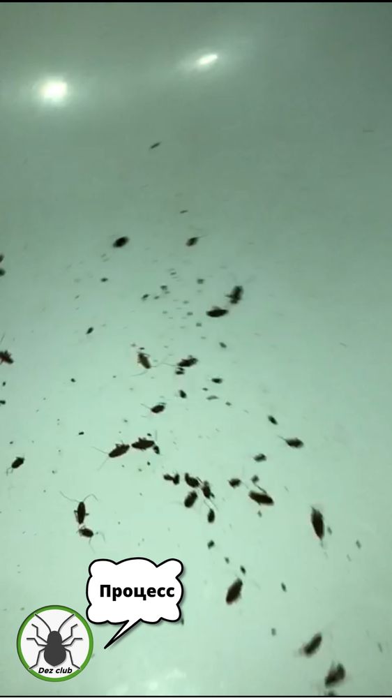 Уничтожение клопов и тараканов Алматы, 100% результат