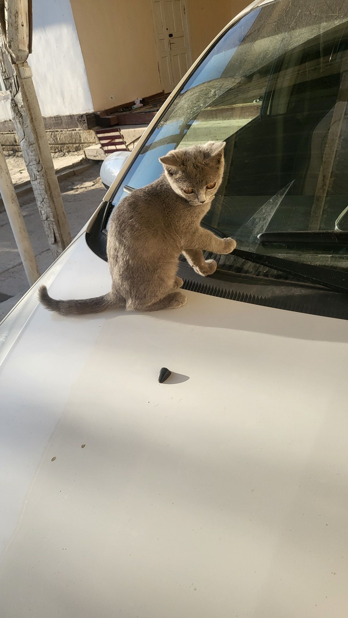 Шотландский кот 50