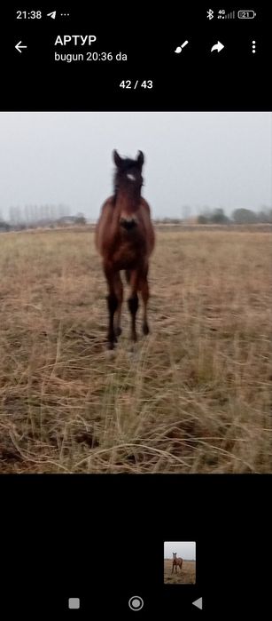 Тойлар сотилади 40 миллон ками бор