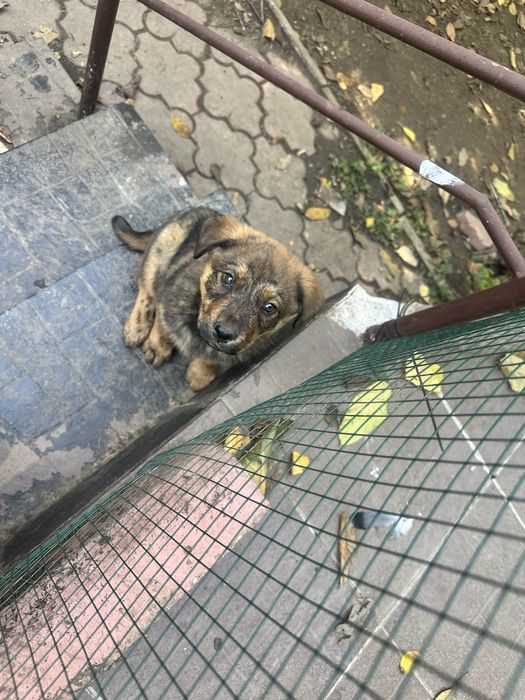 Donez catelusi 2 luni