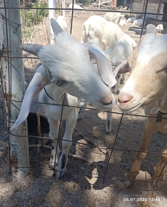 Козлята нубийских_ЗОАНИНСКИ