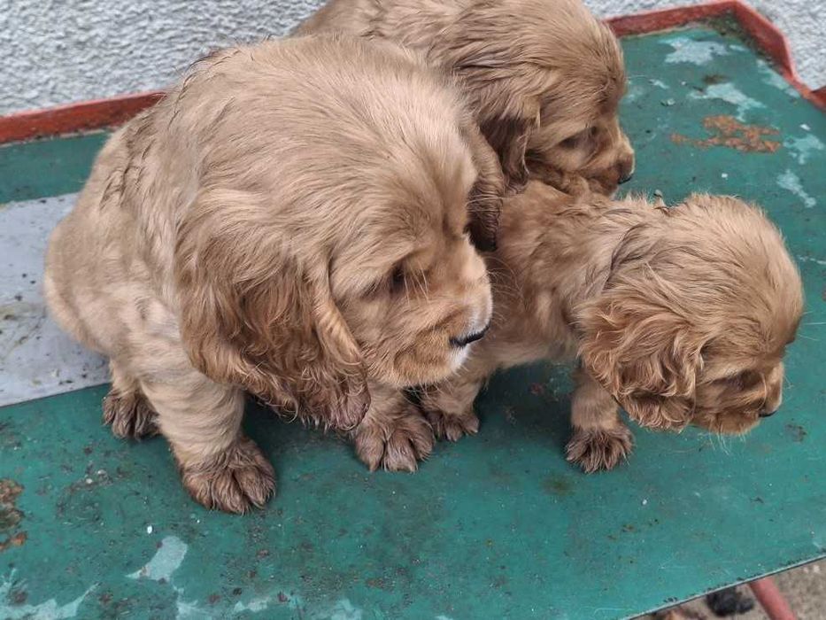 Английски кокер шпаньол куценца чистокръвни